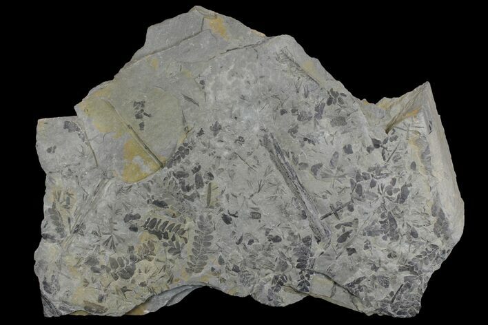 Fossil Flora (Neuropteris & Sphenophyllum) Plate - Kentucky #142442